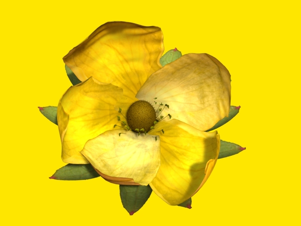 小型花卉植物3D模型免费下载带材质15