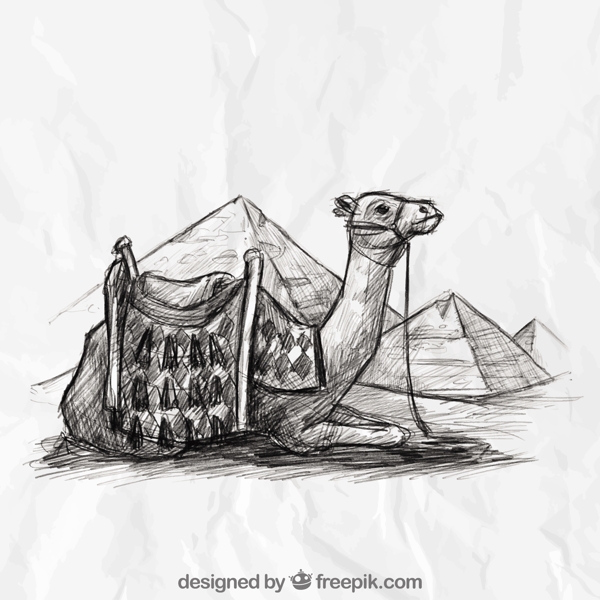手拉骆驼和埃及金字塔