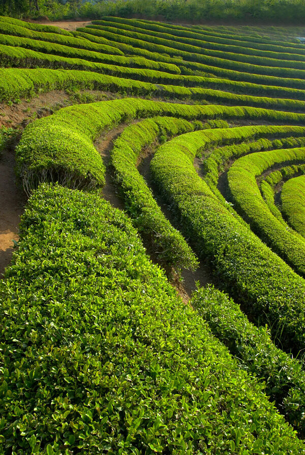 田园风光绿茶林山坡上的茶树图片