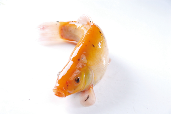 金桂鱼