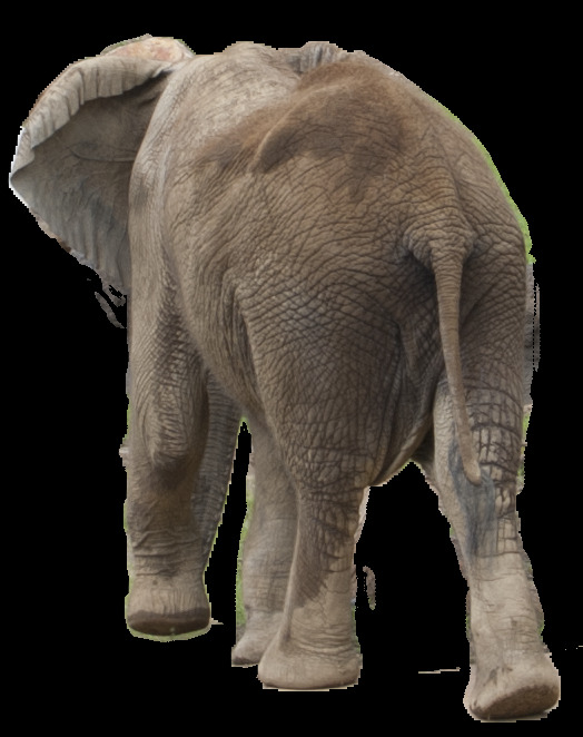 大象背影照片免抠png透明图层素材