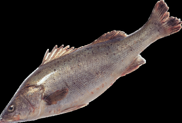 细鳞片鱼类图片免抠png透明图层素材