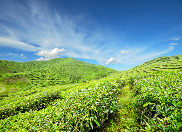 美丽绿茶茶山风景图片