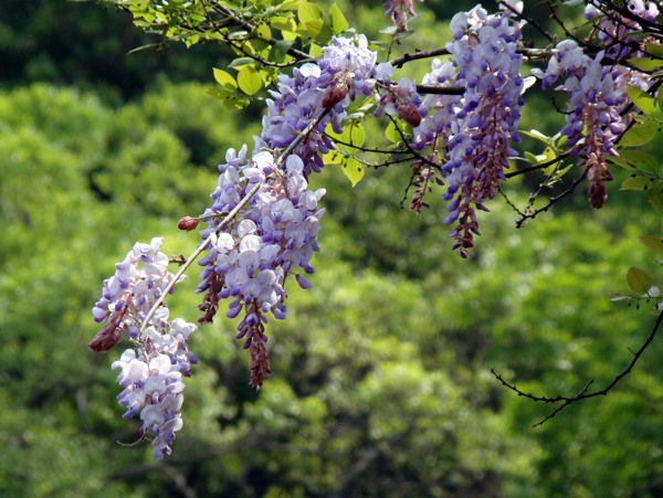 紫藤花图片