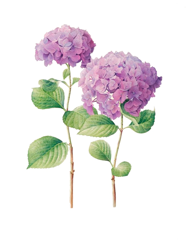 两束紫色手绘小花元素