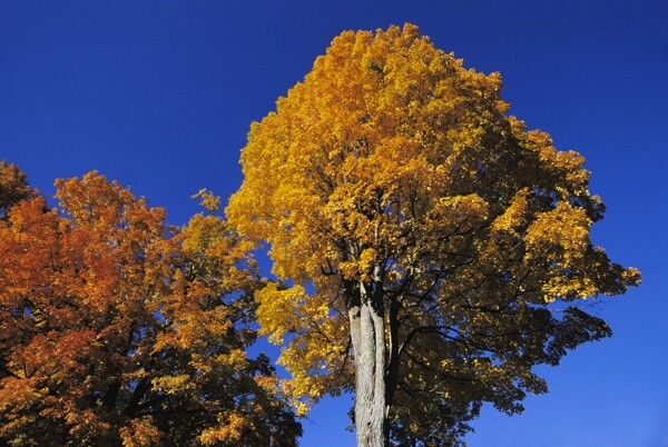 秋天的枫树摄影