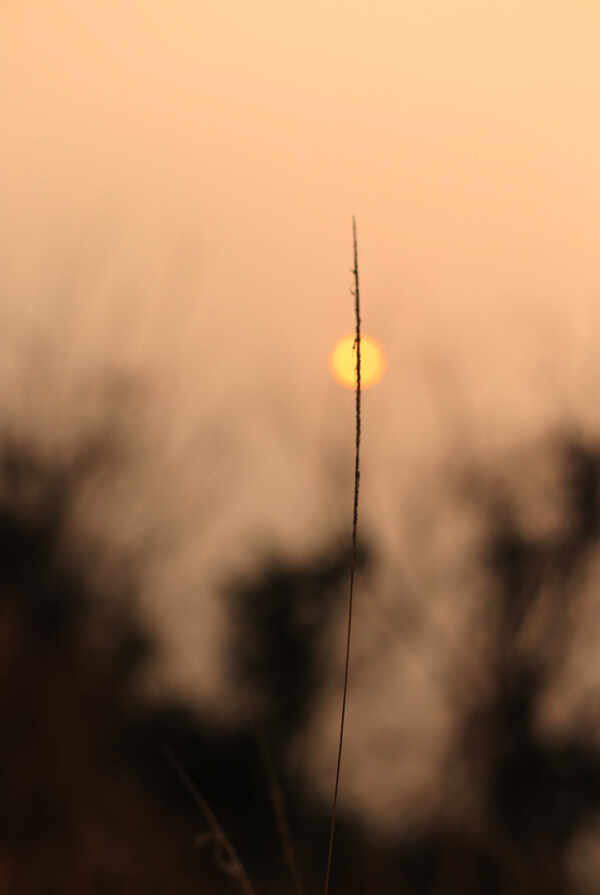 创意夕阳图片