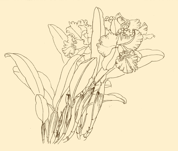 白描花卉图片
