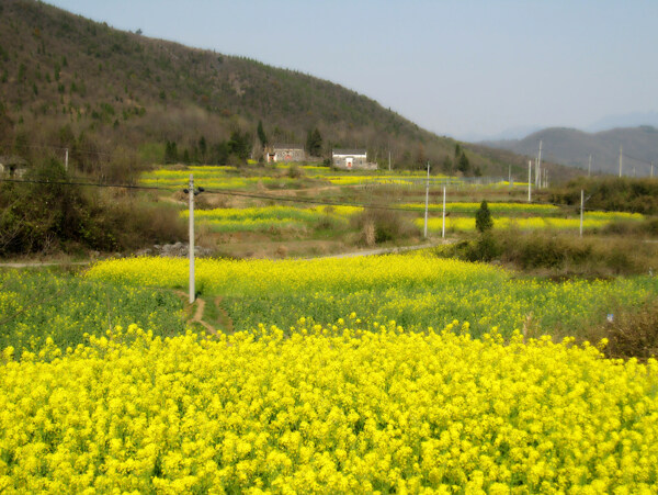 油菜花开图片