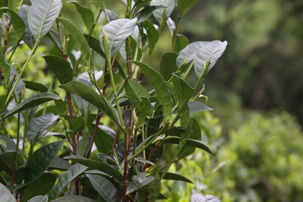 凤凰单枞茶茶树兄弟图片