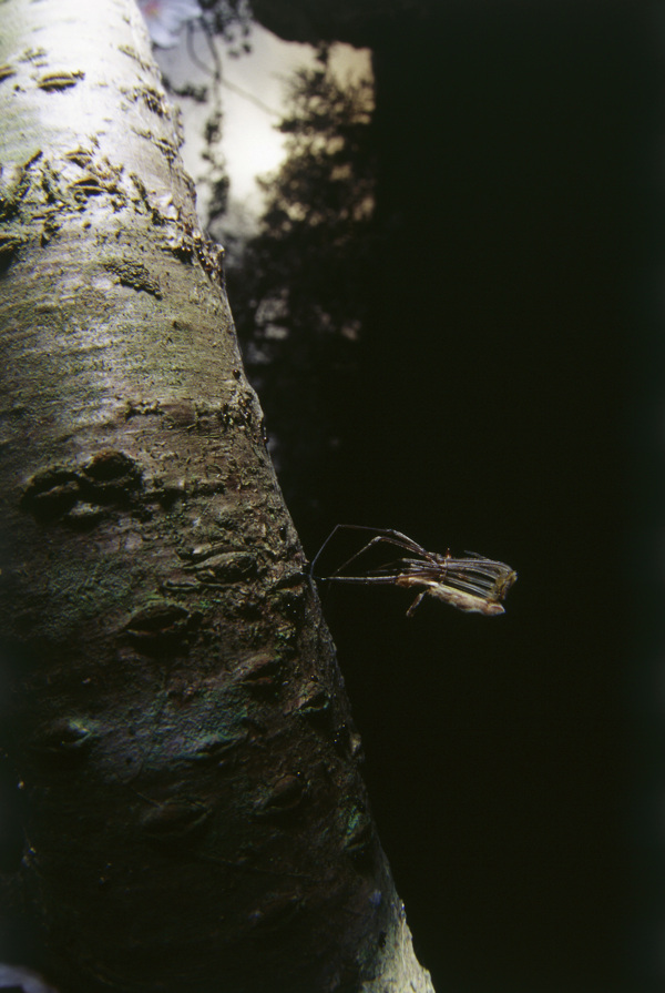 树杆上的昆虫摄影图片