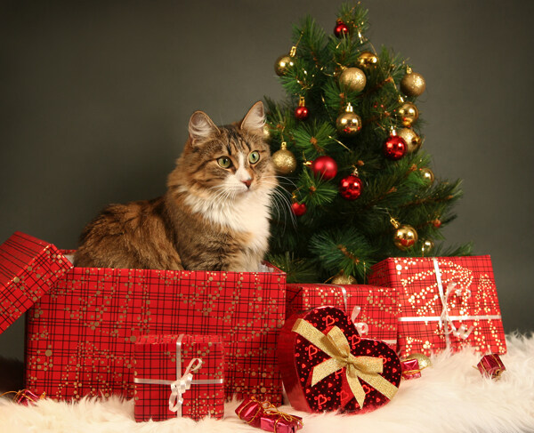 礼物盒与小猫