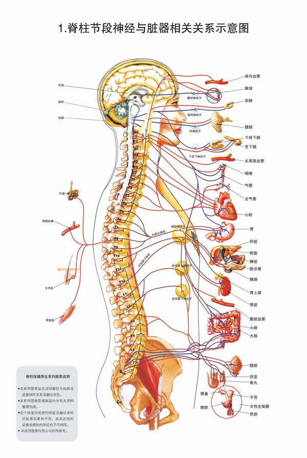 脊柱图解图片