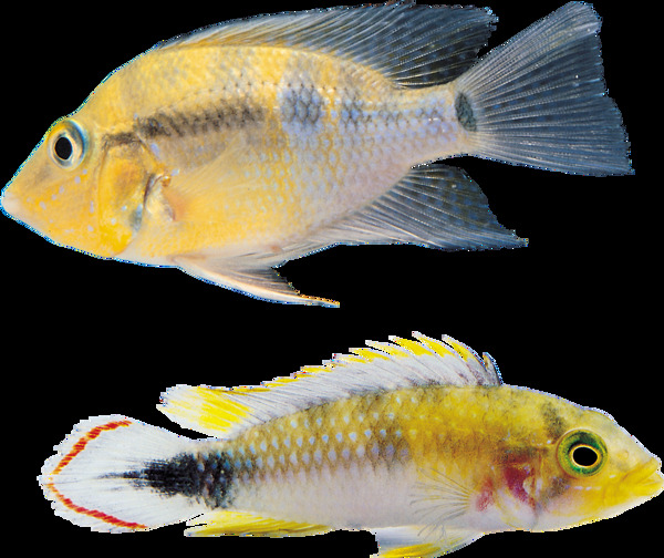 两条彩色斑纹的鱼免抠png透明图层素材
