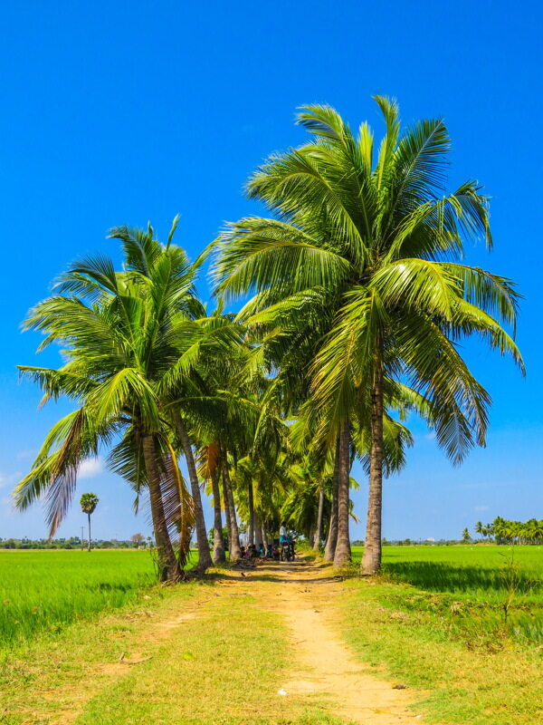 热带棕榈树风景图片下载夏日