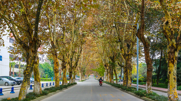 四川大学图片