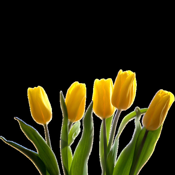 黄色花朵素材