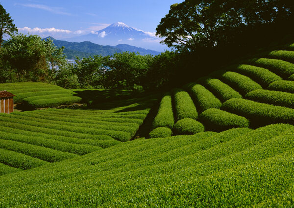 富士山旁的绿色茶园素材图片