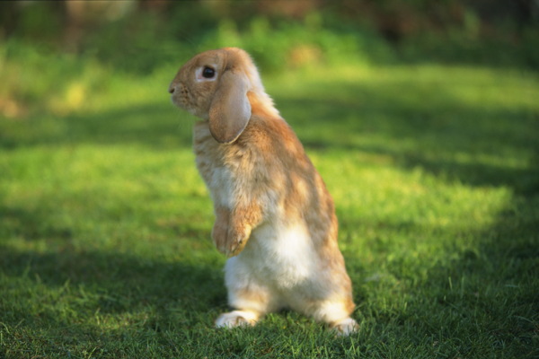 小动物宠物兔97