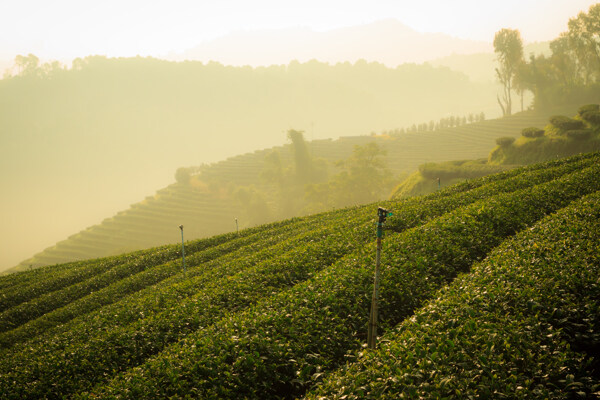 茶园自然风景图片