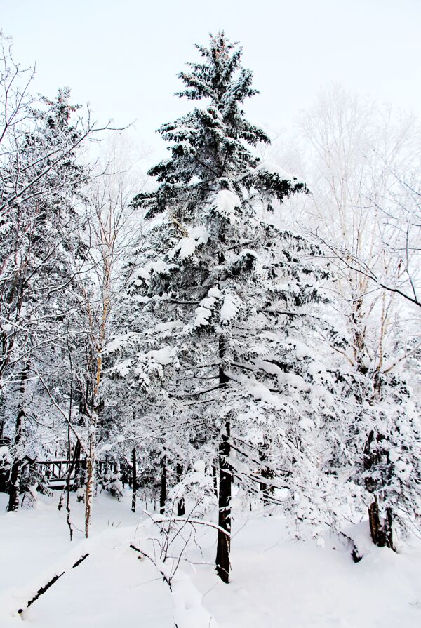 雪景