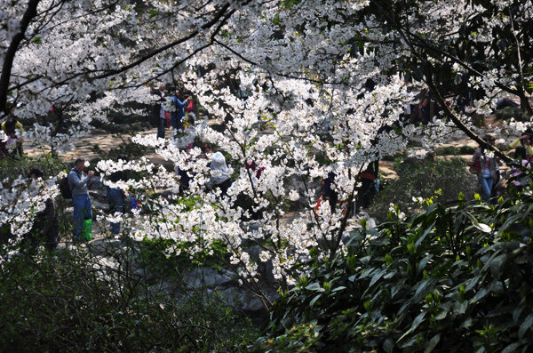 太子湾公园樱花