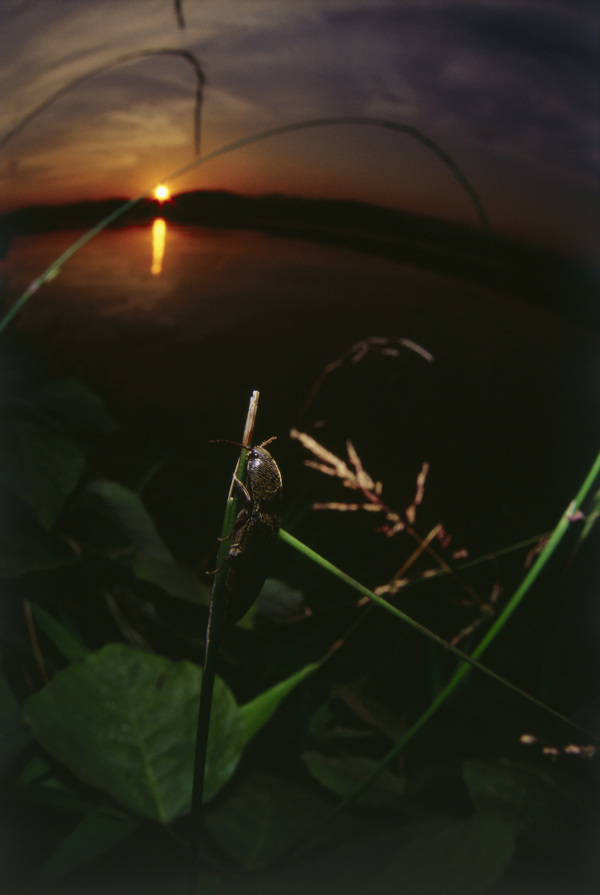 夜幕下的昆虫摄影图片