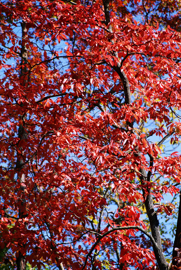 秋天红叶背景图片