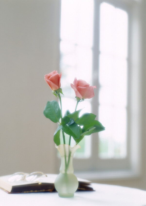 室内窗户前圆桌上的花瓶玫瑰图片