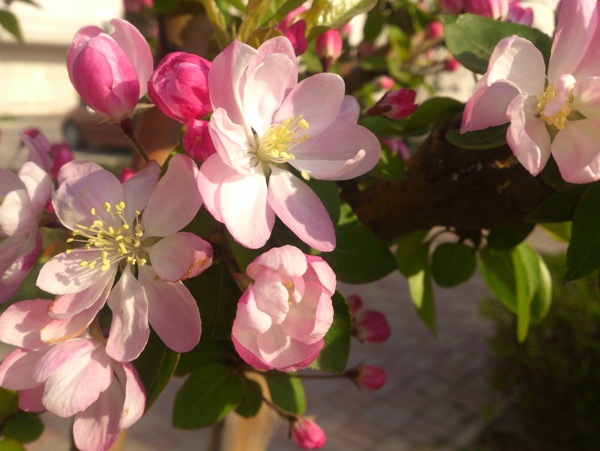 唯美的粉色海棠花图片