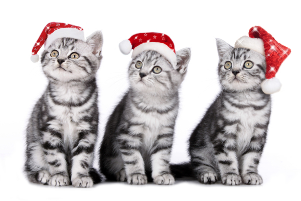 三只带圣诞帽的猫图片