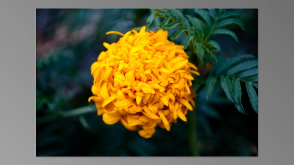 位图植物花朵写实花卉菊花免费素材