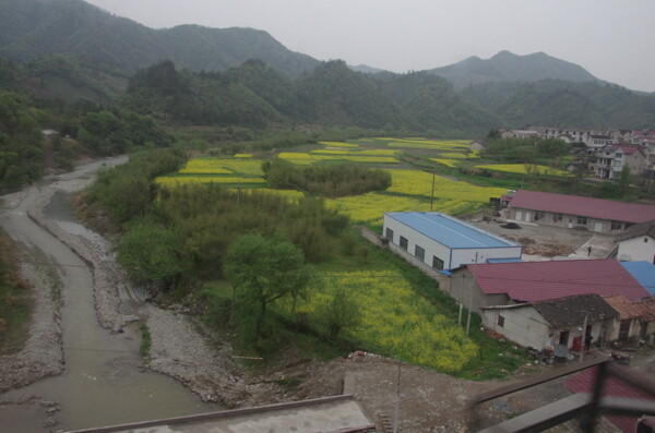 油菜花图片