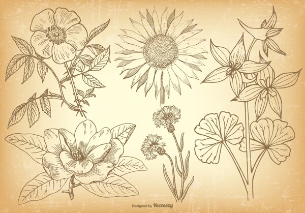 矢量手绘花卉植物素材