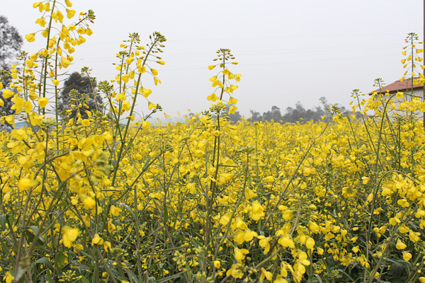 油菜花图片