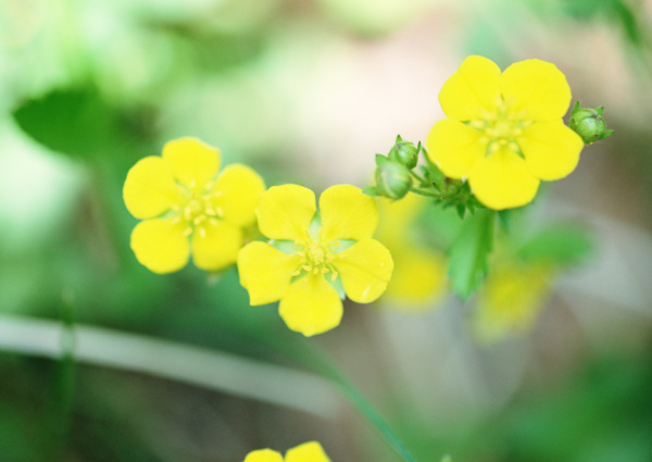 美丽小黄花图片