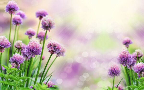 野花紫色花卉装饰画