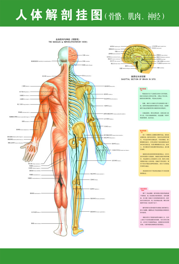 人体结构图图片