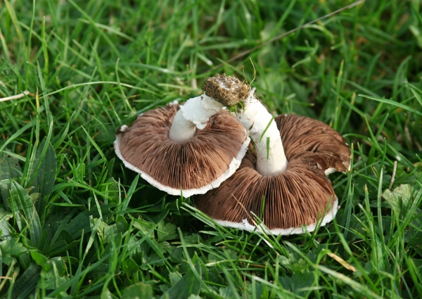 草地上的香菇高清图片下载