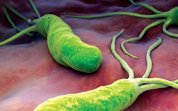 细菌图片