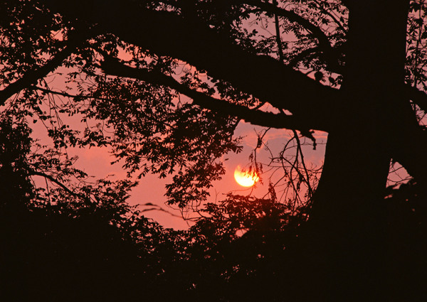 夕阳与大树图片