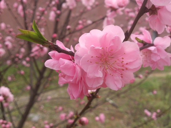 桃花图片