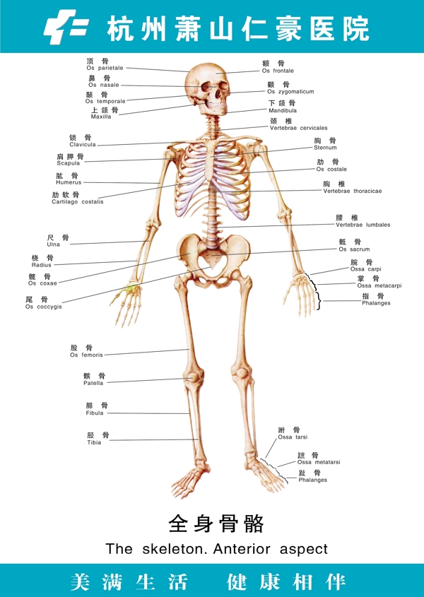 医疗人体科室挂图18全身骨骼