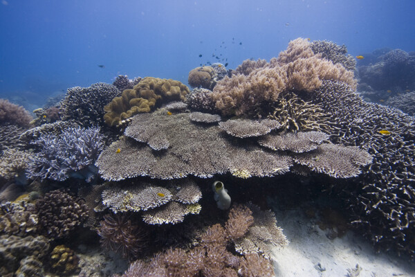珊瑚礁特写