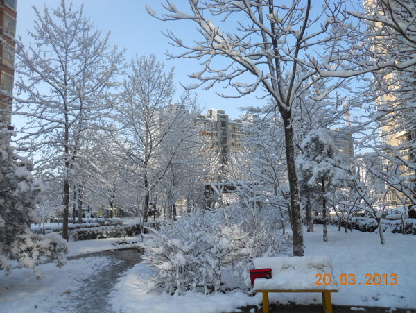 北京春天下雪图图片
