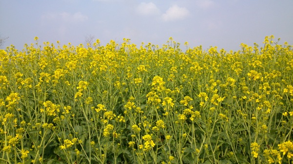 油菜花图片