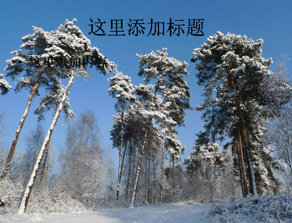 玉树琼枝的美丽雪景高清电脑PPT9