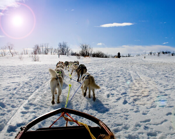 雪地里雪橇犬图片