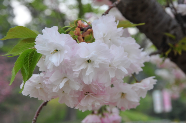 樱花图片