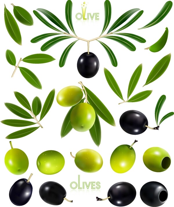 精美油橄榄和橄榄设计矢量素材